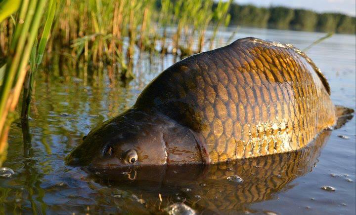 ::::::::- LIKE -:::::: - 10011385459104254447301872461525n.jpg